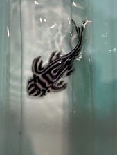 Sale L46 / L046 Hypancistrus