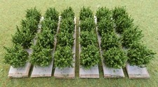 Howard Scenic Supplies - Extra Tall (22mm) Green Bushes  (24) for Model Scenery