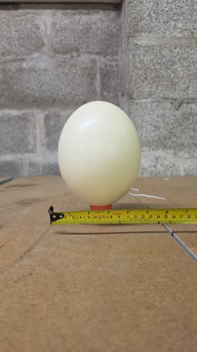 Blown ostrich egg seller - uk,