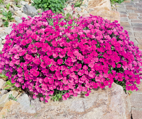 500x rock cress - 500x,