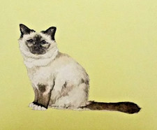 Greetings Card - Birman Cat