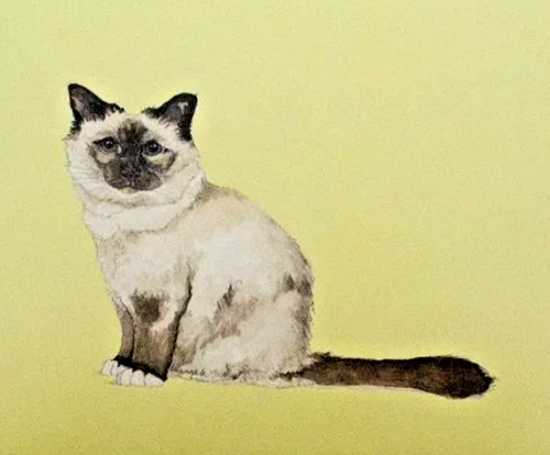 Greetings card birman cat - birman,