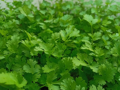 Parsley flat herb plug plants - flat,