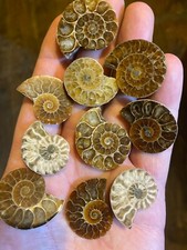 Fossil cleoniceras ammonite - 1x,