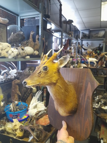 Taxidermy muntjac deer wall - deer,