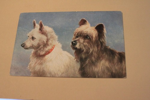 Couple terriers with - couple,