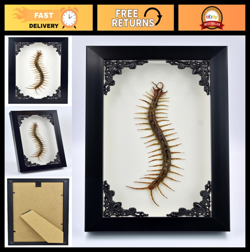 Taxidermy real centipede - real,