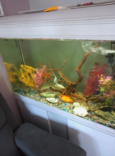 Boyu 300l tropical fish tank - boyu,