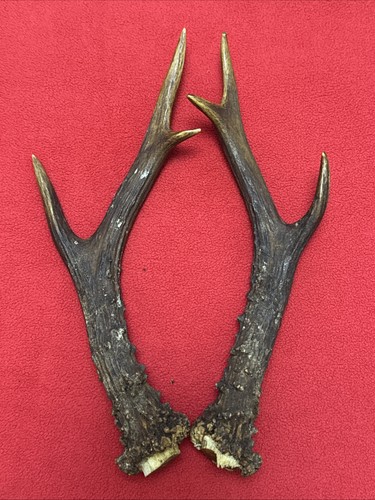 Pair roe deer antlers - pair,
