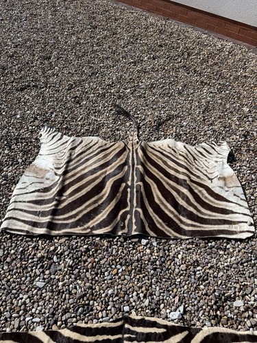 Zebra hide lovely piece - lovely,