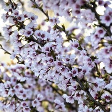 T&M Cherry Blossom Tree Garden