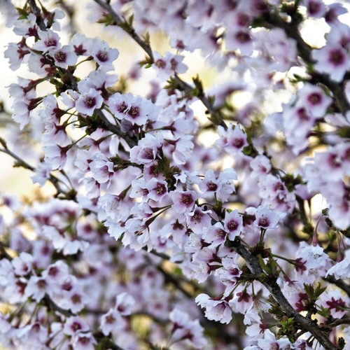 Cherry blossom tree garden - cherry,