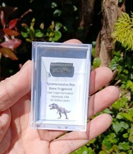 Tyrannosaurus Rex Dinosaur