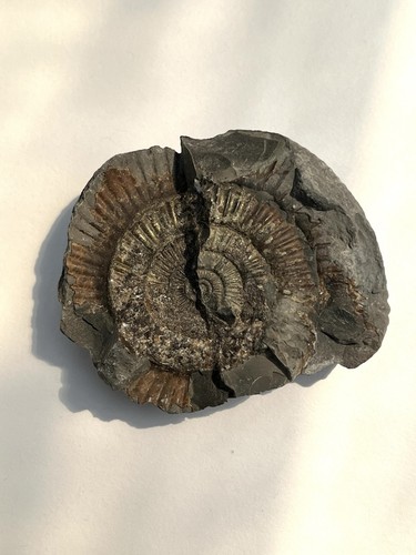 Amonite pyrite fossil natural - amonite,