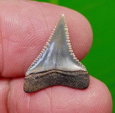 .87 “ GREAT WHITE Shark