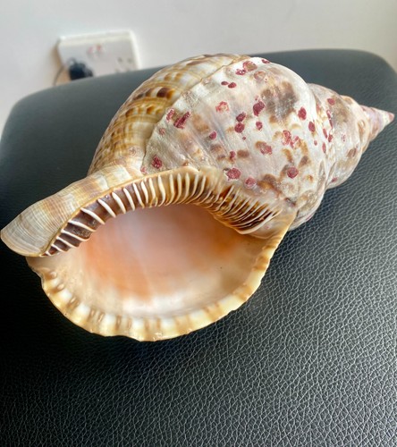 Charonia tritonis triton - tritonis, triton's