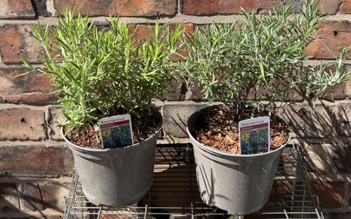 Rosemary officinalis edible - rosemary,