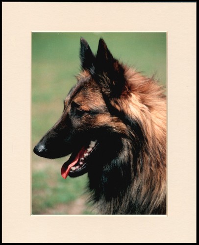 Belgian shepherd dog art - shepherd,