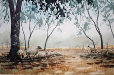 Sheep English countryside