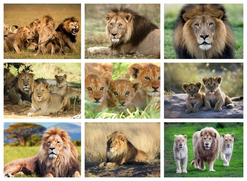 Lions poster lots - lions,