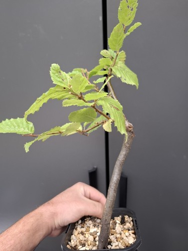 Part trained hornbeam bonsai - part,