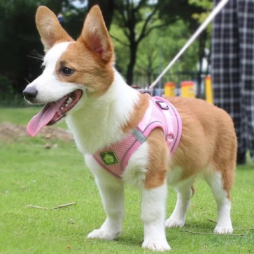 Adjustable pull dog - dog, pet