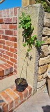 English White Oak Tree  100 cm tall. Plant Gift a Garden Squirrel  feeder . 