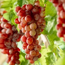 Grape Vine Vitis Red Deciduous