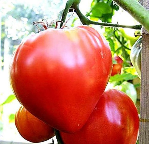 Oxheart pink tomato seeds - 15,