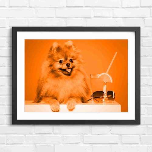 Cute fluffy brown pomeranian - fluffy,