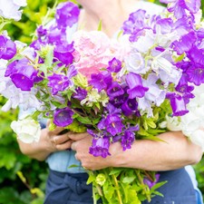 Campanula 'Canterbury Bells
