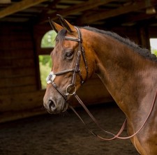 Shires Avignon Woodside Bridle