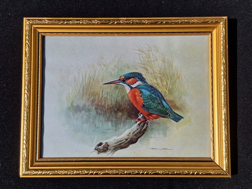 Basil ede kingfisher - basil,