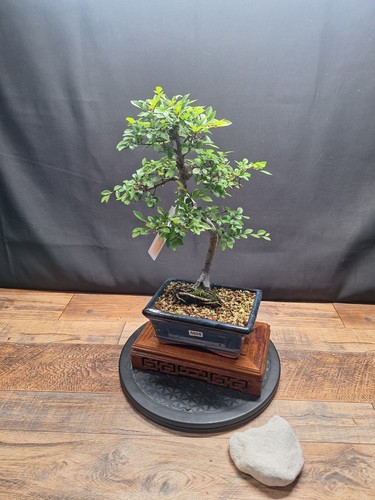 608 shape chinese elm - s,