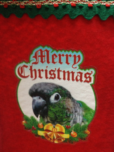 Sale green cheek conure - ,