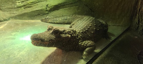 Decorative crocodile statue - decorative,