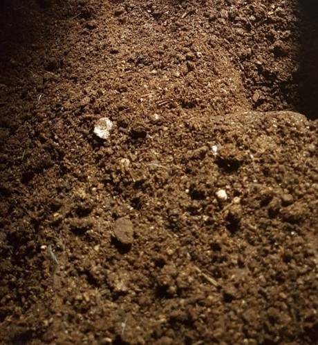 Fresh chicken manure 100 pure - chicken,