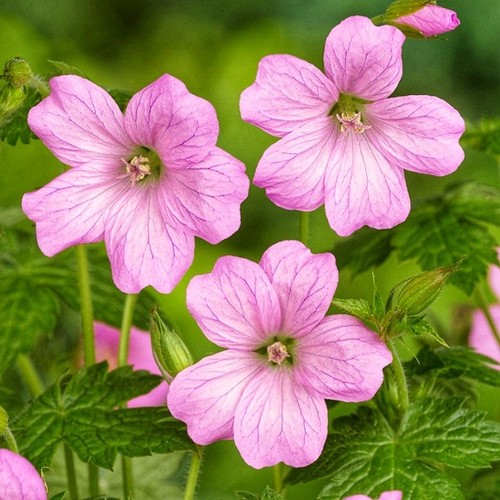 Pink hardy geranium - pink,