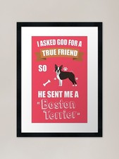 Boston Terrier Puppy Dog Owner