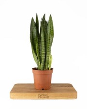 Snake Plant Zeylanica Sansevieria 50-60cm tall in a 14cm pot
