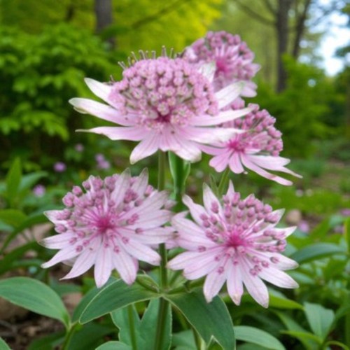 Astrantia major pink button - astrantia,