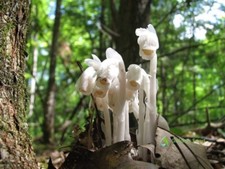 10 Seeds Monotropa Uniflora Ghost Plant Indian Pipe Herbaceous Flowering Plants