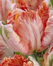 Tulip Bulbs Parrot 'Peach'