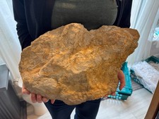 Huge poss and neg  Dinosaur