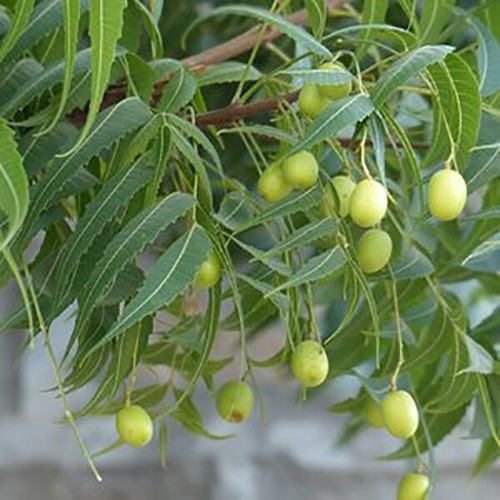 Azadirachta indica neem tree - indica,,