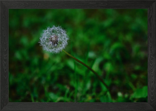 Dandelion clock flower framed - clock,