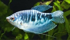 Opaline Gourami Live