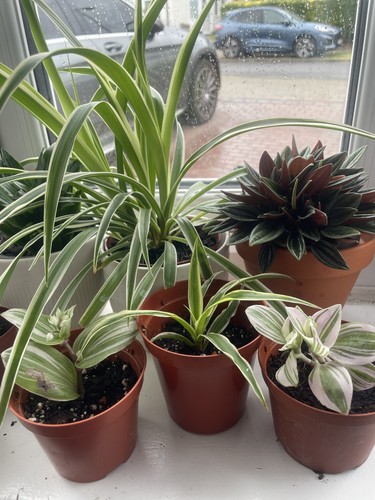 Plants bundle 2x - bundle,