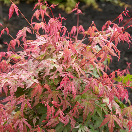 Acer palmatum phoenix - palmatum, |