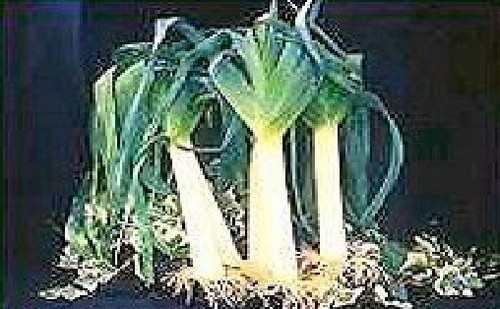Exhibition vegetable - exhibition,